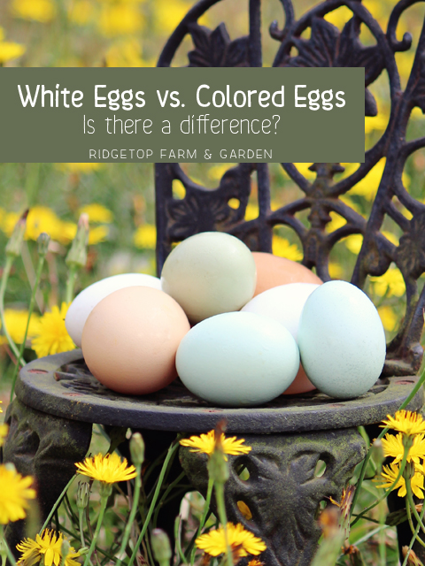 White Eggs vs Colored Eggs