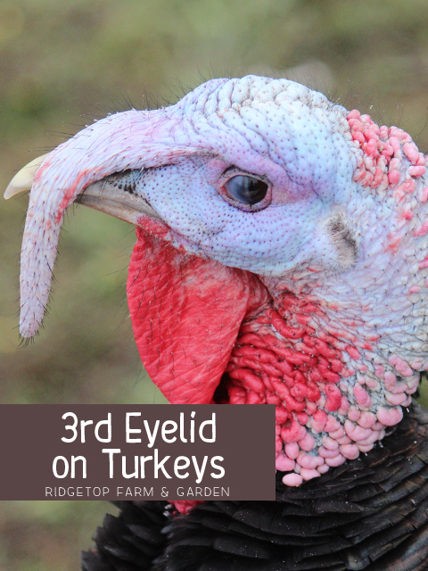 Title - Turkey 3rd Eyelid