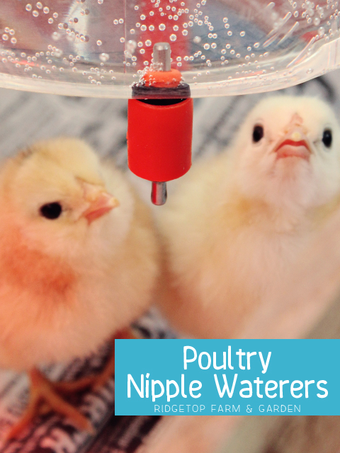 Poultry Nipple Waterer
