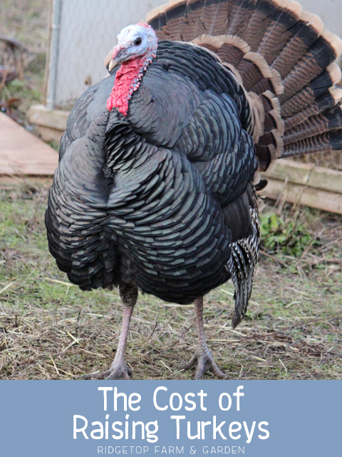 Title - Raising Turkey Cost