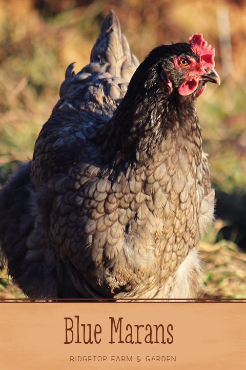 Ridgetop Farm and Garden | Blue Marans