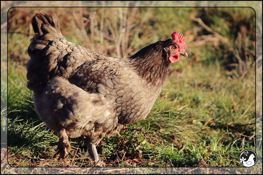 Ridgetop Farm and Garden | Blue Marans