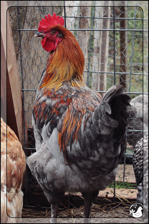 Ridgetop Farm and Garden | Blue Marans