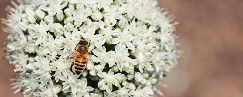 Farm Garden Bee