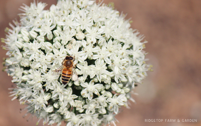 Farm Garden Bee