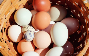 Farm Garden Chicken Quail Eggs