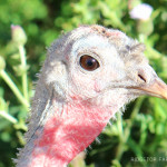 The Cost of Raising Turkeys