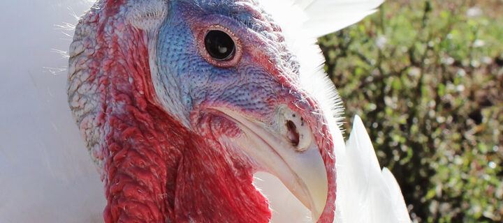 Turkey 3rd Eyelid