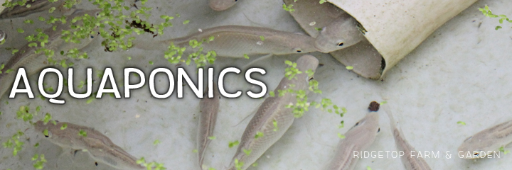 aquaponics title1