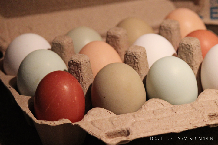 White Colored Eggs Carton