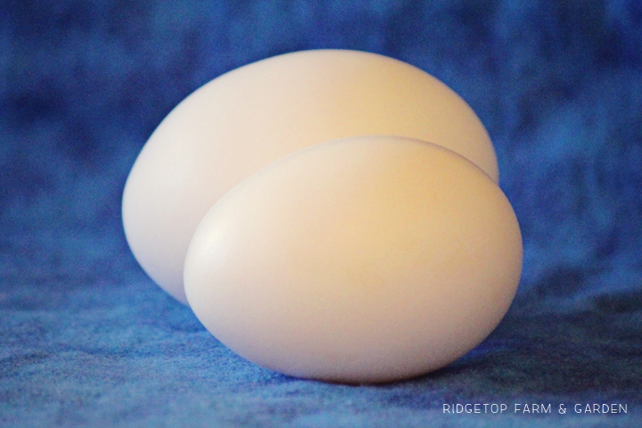 White Egg Colored Egg