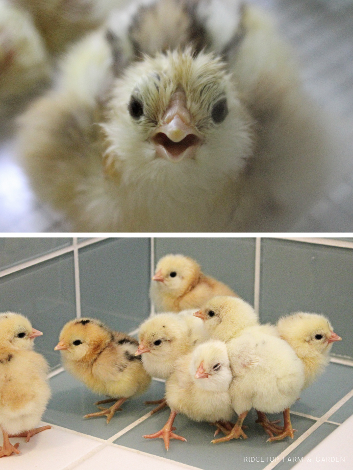 2012 Hatch1 chicks