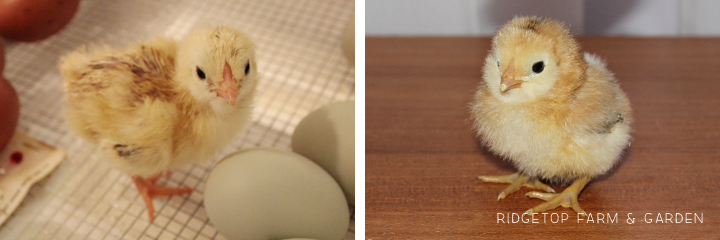 2013 Hatch 1 chicks