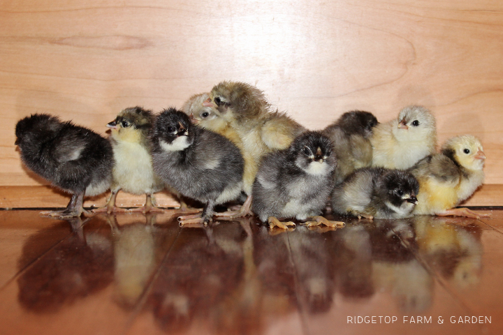 2014 Hatch 1 chicks