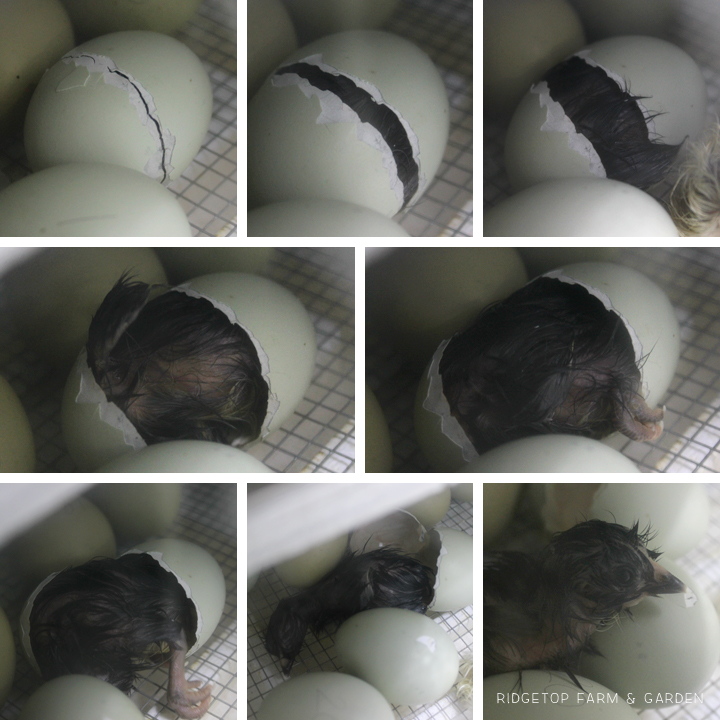 2014 Hatch 1 hatching