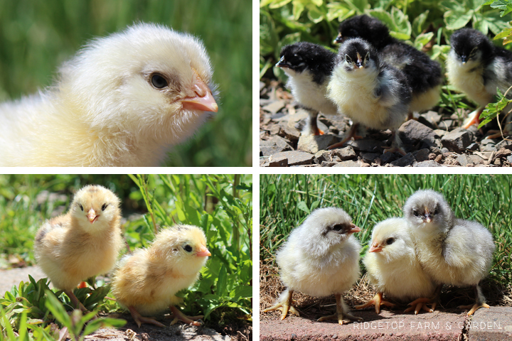 2014 Hatch 6 chicks