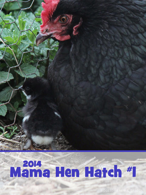 2014 Hatch Mama 1 title sized