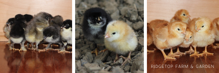 2014 Hatch4 chicks