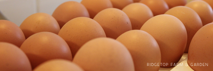2014 hatch3 RIR eggs