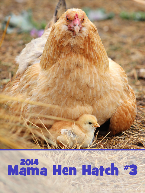 2014 mhatch mama3 title sized