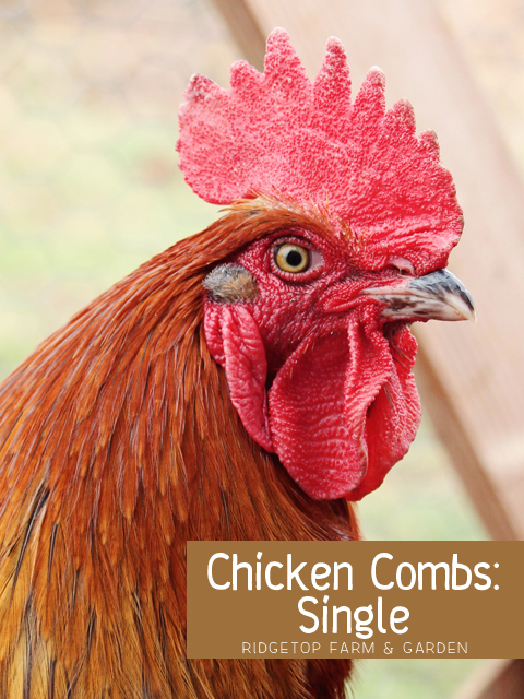 Chicken Comb - single title