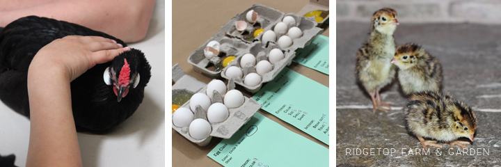 PNPA Spring 2013 eggs quial