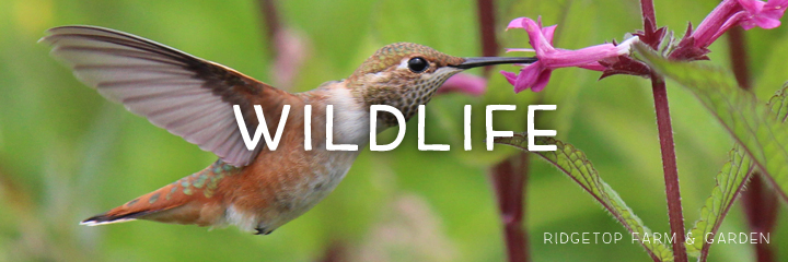 header - wildlife