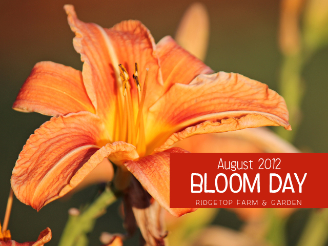 Aug 2012 Bloom Day title