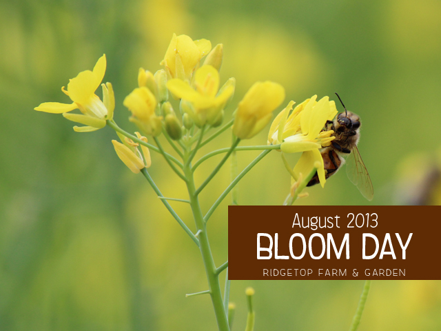 Aug2013 Bloom Day title