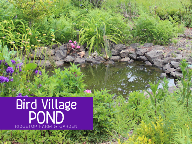 BIrd Village Pond title