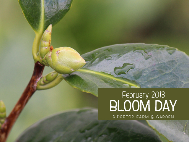 Feb2013 Bloom Day title