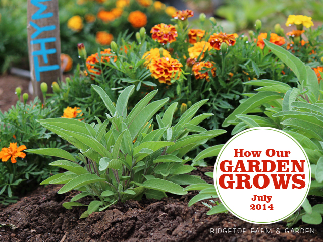 Garden Grows July2014 title