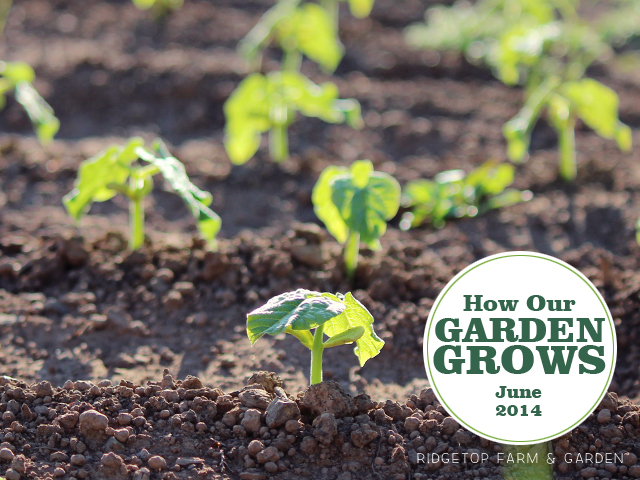 Garden Grows June2014 title