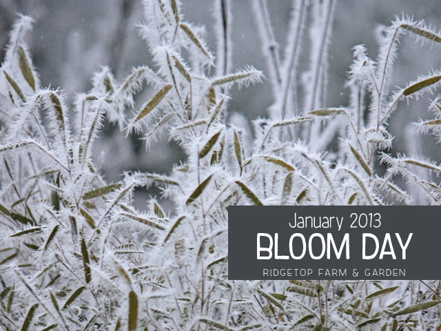Jan2013 Bloom Day title