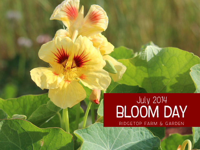 July 2014 Bloom Day title