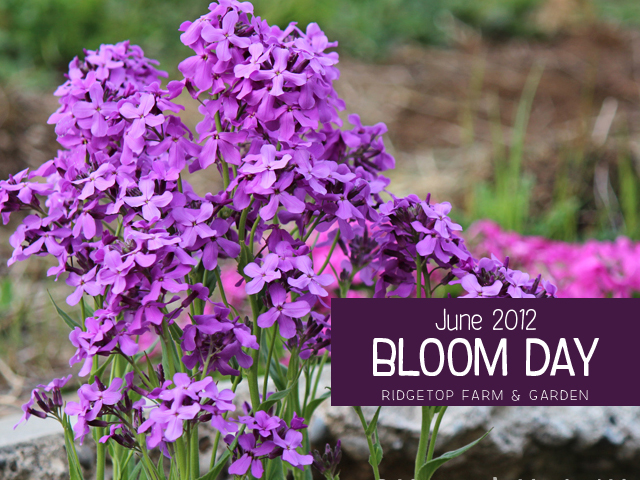 June 2012 Bloom Day title
