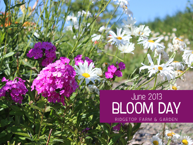 June2013 Bloom Day title