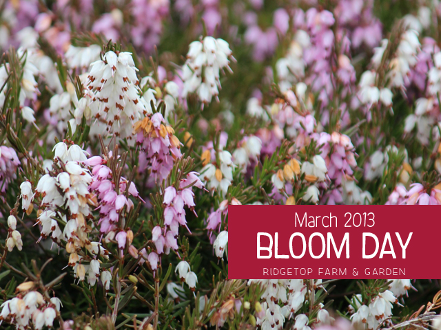 Mar2013 Bloom Day title