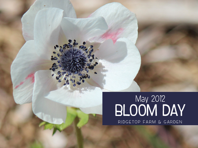 May 2012 Bloom Day title