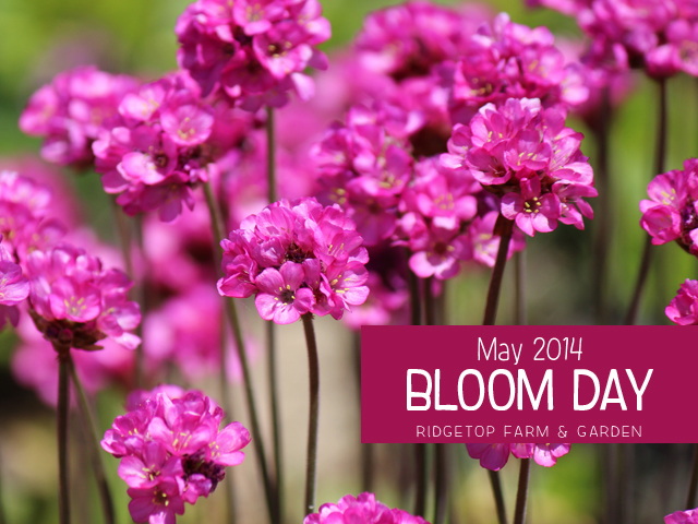 May 2014 Bloom Day title