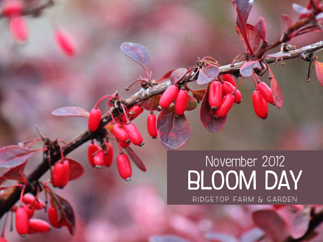 Nov 2012 Bloom Day title