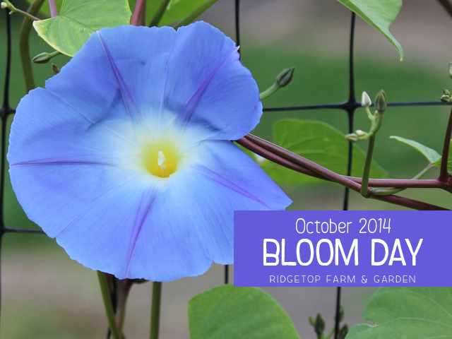 Oct 2014 Bloom Day title