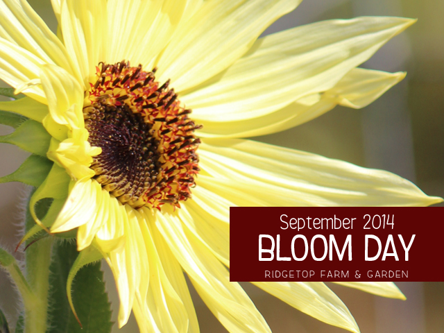 Sept 2014 Bloom Day title