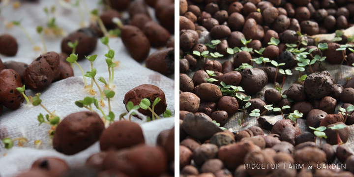 Ridgetop Farm & Garden | Aquaponics Update April 2014 | Starting Lettuce & Cabbage Seed