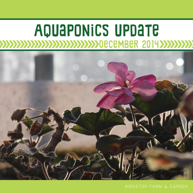 Aquaponics Update Dec2014 title