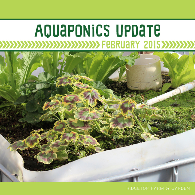 Aquaponics Update Feb2015 title