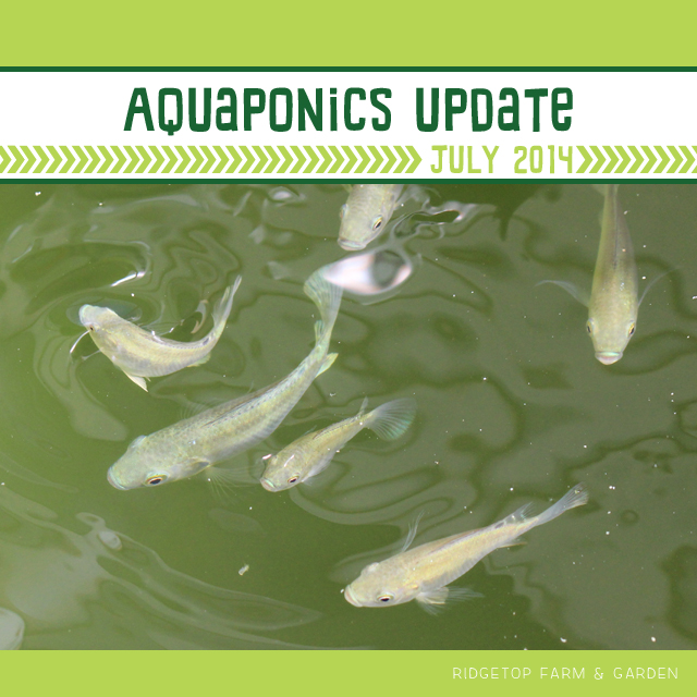 Ridgetop Farm & Garden | Aquaponics Update July 2014