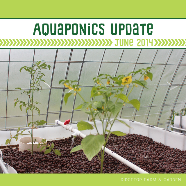 Ridgetop Farm & Garden | Aquaponics Update June 2014