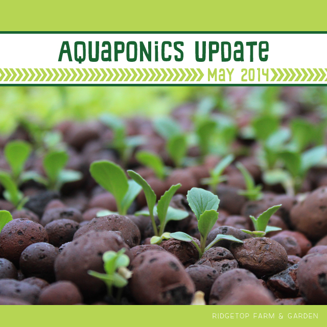 Ridgetop Farm & Garden | Aquaponics Update May 2014