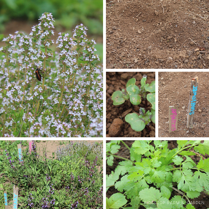 Garden Grows June 2015 herb row